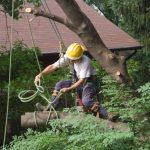 Tree Removal Springfield Made Easy with Lufkin Environmental